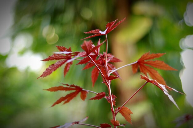 Zdjęcie zbliżenie czerwonych liści klonu