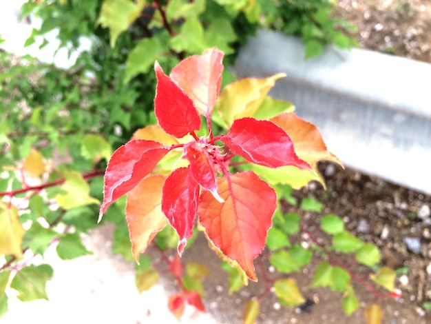 Zdjęcie zbliżenie czerwonych liści