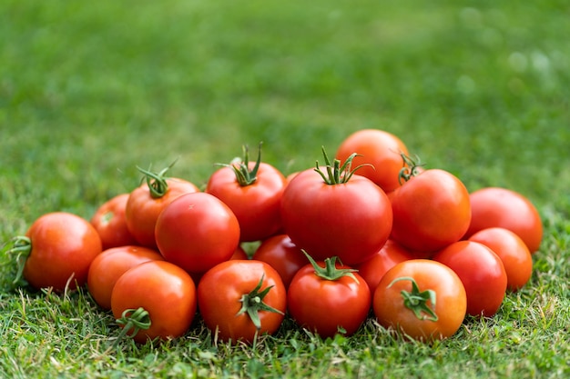 Zbliżenie czerwonych pomidorów świeżo zebranych na zielonej trawie