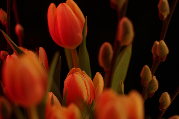 Zdjęcie zbliżenie czerwonych tulipanów kwitnących w parku