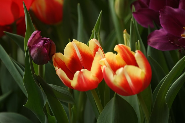 Zdjęcie zbliżenie czerwonych tulipanów