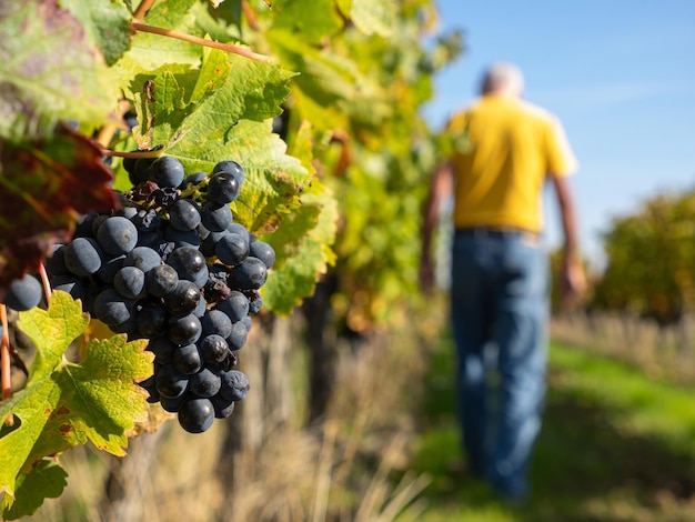 Zbliżenie Czerwonych Winogron W Winnicy Z Rolnikiem W Pracy St Emilion Gironde Akwitania Francja