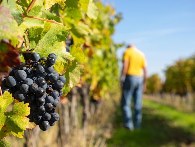 Zbliżenie czerwonych winogron w winnicy z rolnikiem w pracy St Emilion Gironde Akwitania Francja