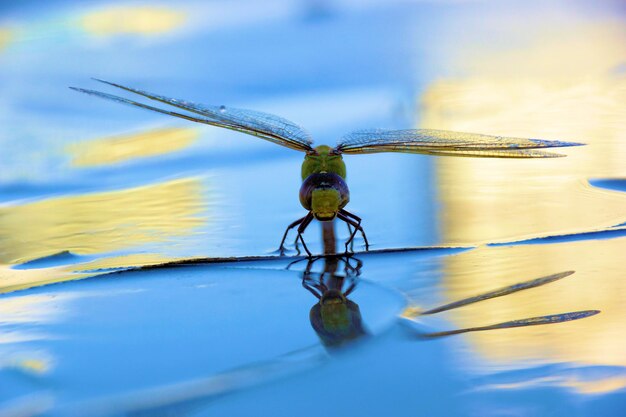 Zbliżenie damselfly na niebieskim