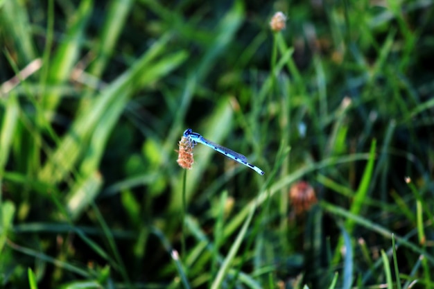 Zdjęcie zbliżenie damselfly na trawie