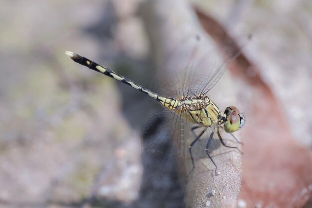 Zdjęcie zbliżenie damselfly