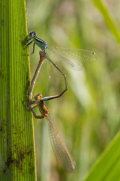 Zbliżenie damselfly
