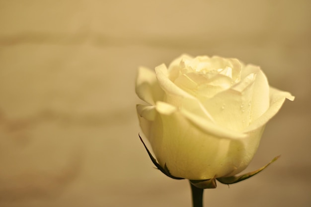 Zbliżenie delikatnej białej kwitnącej róży pokrytej kroplami wody Card Abstraction Card Abstraction