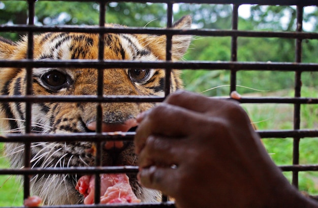 Zbliżenie dłoni dotykającej klatki przeciwko tygrysowi szczeniakowi w zoo