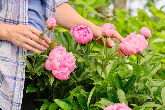Zbliżenie dłoni kobiety dotykające kwitnącego krzewu różowych piwonii