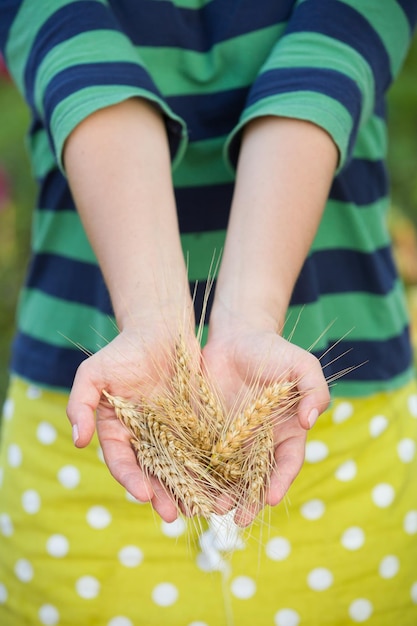 Zdjęcie zbliżenie dłoni kobiety trzymające grono złotych kłosów pszenicy harvest summer farming