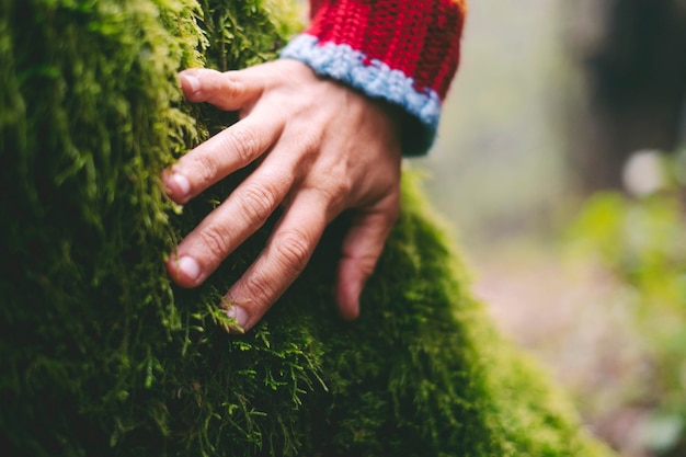 Zdjęcie zbliżenie dłoni kobiety uprzejmie dotknij miękkiego zielonego piżma na pniu drzewa miłość do natury i wypoczynku na świeżym powietrzu w środowisku ludzie styl życia kobieta ludzka miłość z leśnymi lasami