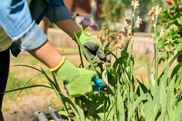 Zdjęcie zbliżenie dłoni kobiety w rękawiczkach opiekujących się klombem na podwórku używa narzędzi nożyc ogrodowych