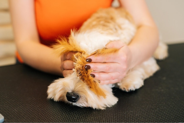 Zbliżenie dłoni nierozpoznawalnej czułej młodej kobiety zakrywającej oczy uroczego kręconego labradoodle