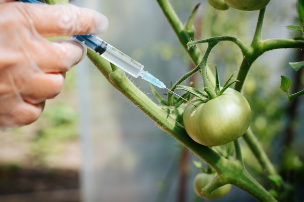 Zbliżenie dłoni w rękawiczce biologa wstrzykującego szczepionkę GMO do DNA niedojrzałego pomidora w szklarni Selektywne skupienie się na igle strzykawki i warzywach