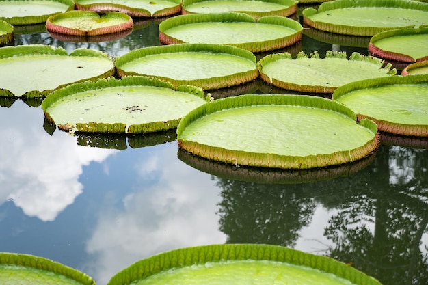 Zbliżenie Do Dużego Liścia Lily Lotus Na Bagnach Poud Na Polu Zewnętrznym