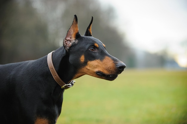 Zdjęcie zbliżenie dobermana pinschera na boisku