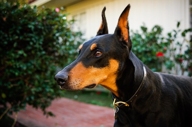 Zbliżenie dobermana pinschera na podwórku