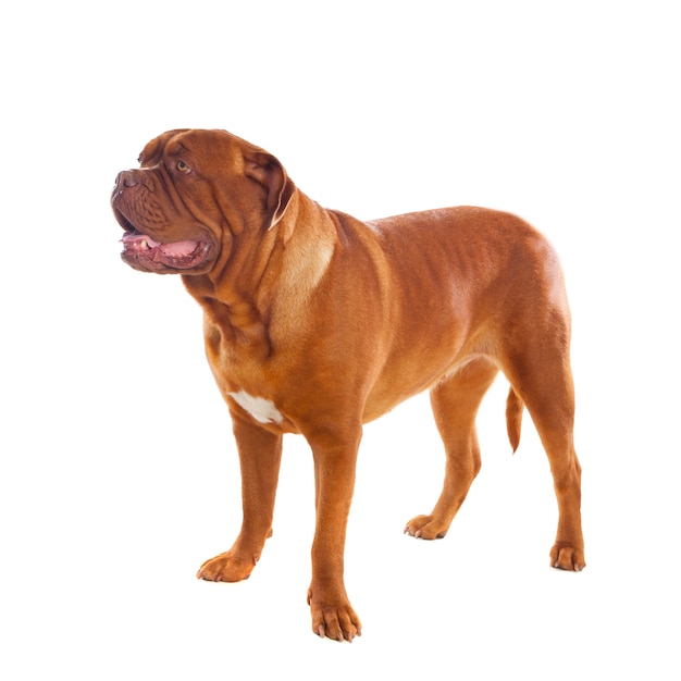 Zbliżenie Dogue de Bordeaux