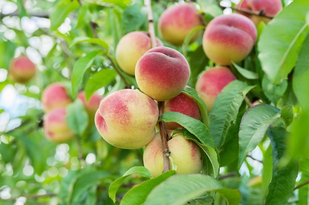 Zbliżenie dojrzałych brzoskwiń na zbiorze drzew naturalnych organicznych brzoskwiń w ogrodzie