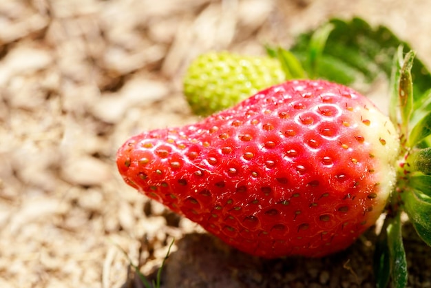 Zdjęcie zbliżenie dojrzałych organicznych truskawek rosnących w ogrodzie