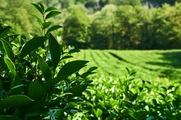 Zbliżenie dojrzewających liści krzewów herbacianych, w oddali widoczna niewyraźna plantacja