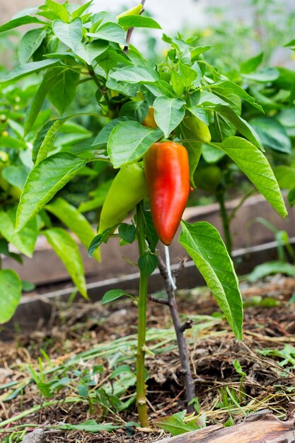 Zbliżenie dojrzewających papryk na ekologicznej plantacji papryki