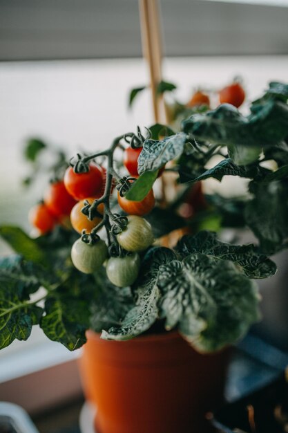 Zdjęcie zbliżenie domowego pomidora w garnku