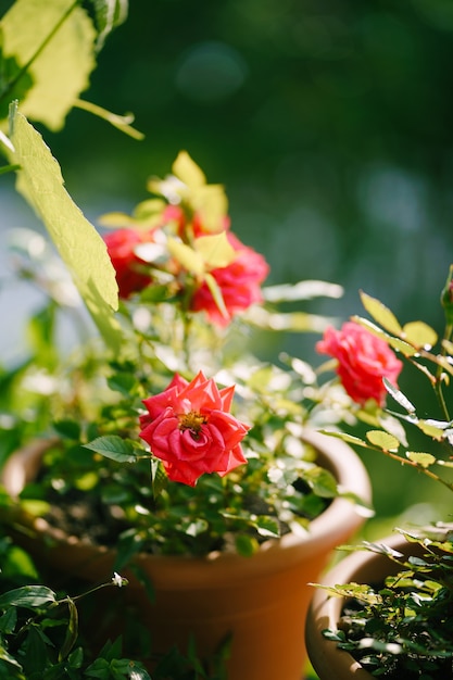 Zbliżenie: doniczka z czerwonymi różami.