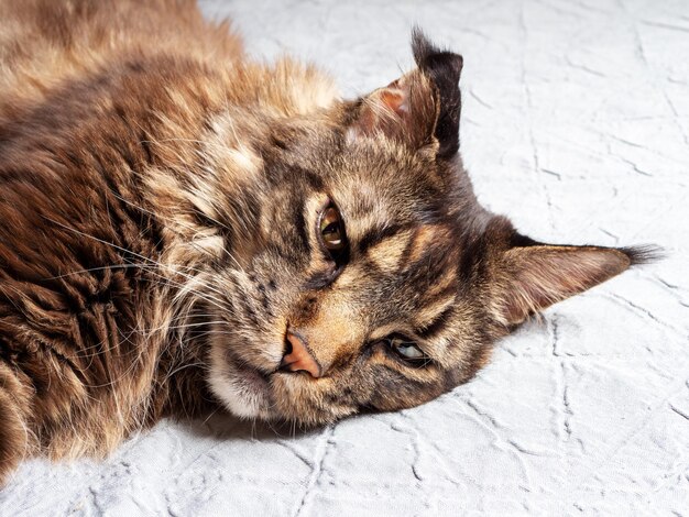 Zbliżenie dorosłego kota rasy Maine Coon leżącego na łóżku