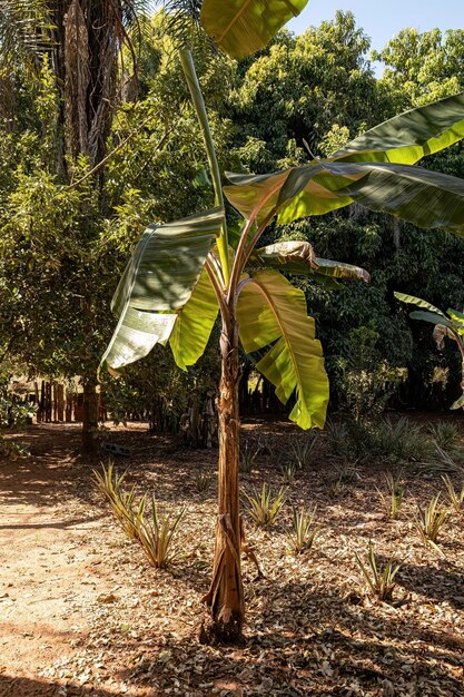 Zdjęcie zbliżenie drzewa bananowego na farmie w ciągu dnia