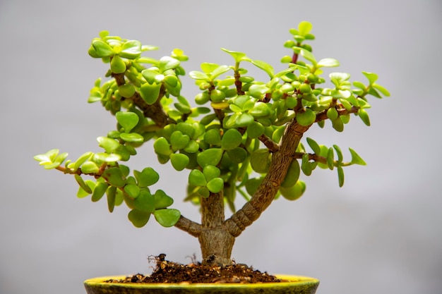 Zbliżenie drzewa bonsai na niewyraźnym tle