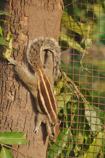 Zdjęcie zbliżenie drzewa i wiewiórki