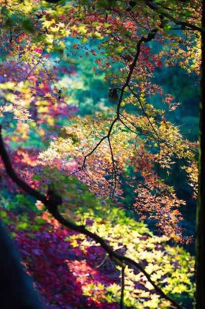Zdjęcie zbliżenie drzewa jesienią