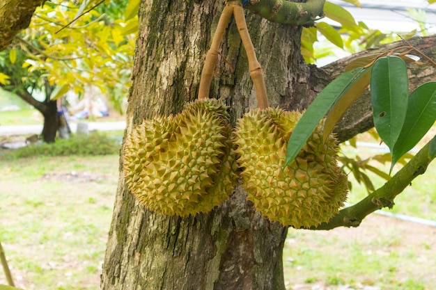 Zbliżenie Duriana Na Drzewie W Tajlandii