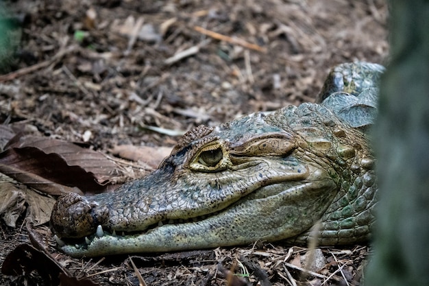 Zbliżenie Duzi Krokodyle W Zoo