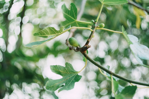 Zbliżenie dużych zielonych fig na gałęzi drzewa