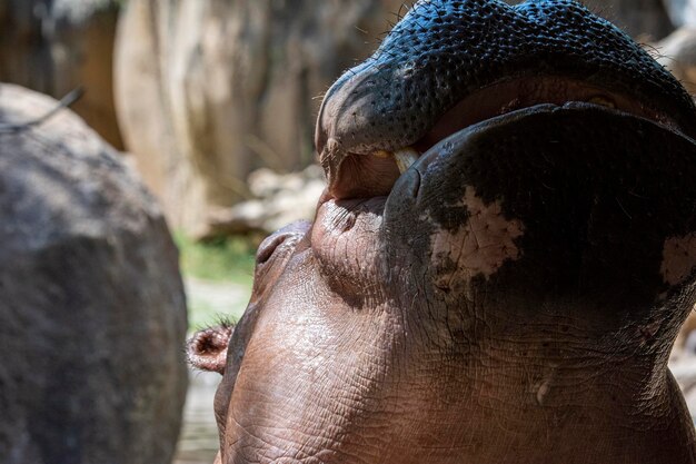 Zdjęcie zbliżenie dwóch koni w zoo