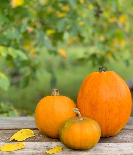 Zbliżenie Dyni Na Tle Jesieni. Baner Na Halloween I święto Dziękczynienia. Jesienne Warzywa