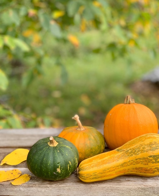 zbliżenie dyni na tle jesieni. baner na halloween i święto dziękczynienia. jesienne warzywa