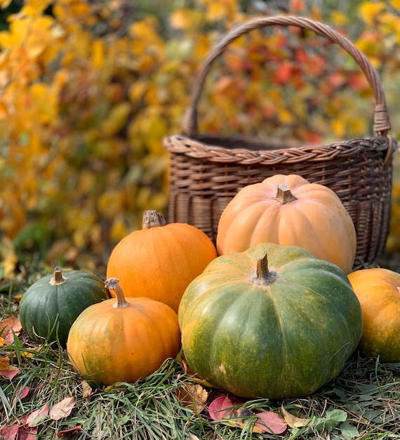 zbliżenie dyni na tle jesieni. baner na halloween i święto dziękczynienia. jesienne warzywo