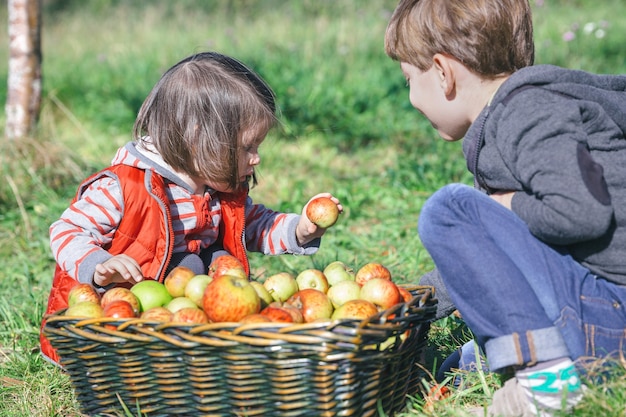 Zbliżenie dzieci trzymając świeże organiczne jabłko z wiklinowego kosza ze zbioru owoców. Koncepcja natury i dzieciństwa.