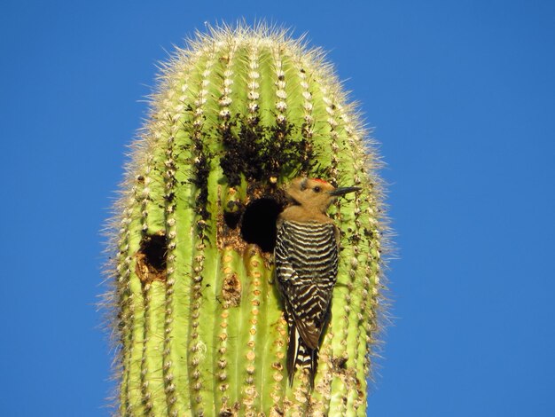 Zdjęcie zbliżenie dzięcioła gila siedzącego na kaktusie saguaro na tle jasnego niebieskiego nieba