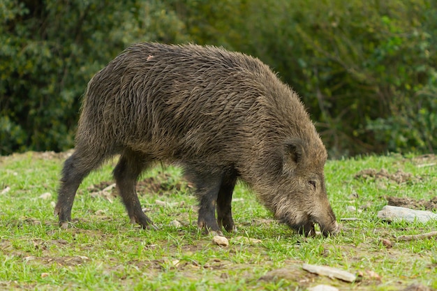 Zbliżenie Dzika Szukającego Jedzenia W Dzikiej Przyrodzie, Barcelona, Hiszpania