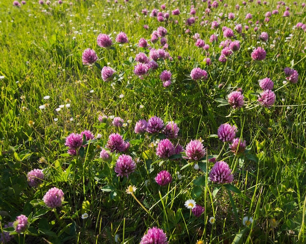 Zbliżenie dzikiej koniczyny czerwonej Trifolium pratense na naturalnych łąkach