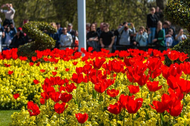 Zdjęcie zbliżenie farmy tulipanów