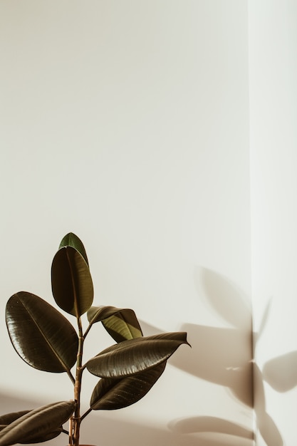 Zdjęcie zbliżenie figowiec gumowej rośliny na białym tle