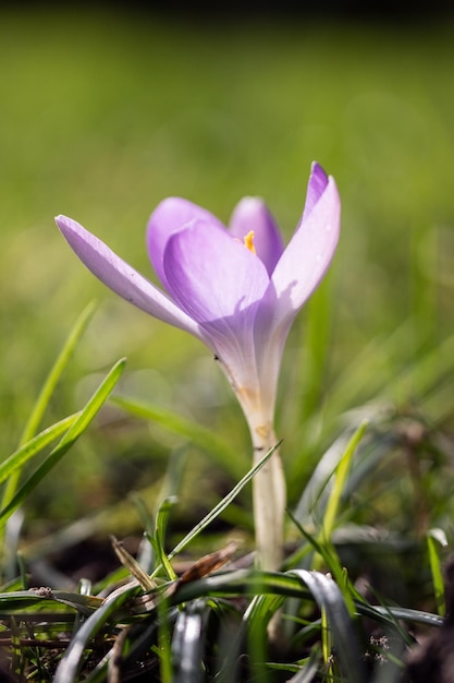 Zdjęcie zbliżenie fioletowego kwiatka kroku na polu