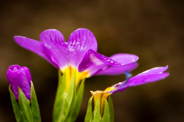 Zdjęcie zbliżenie fioletowego kwiatka kroku