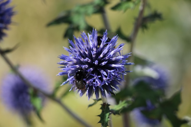 zbliżenie fioletowego kwiatu eryngium planum z pszczołą na rozmytym zielonym tle ogrodu